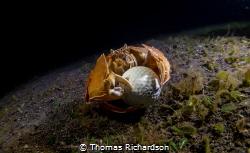 Crab and ball, on a night macro we found a crab rather su... by Thomas Richardson 